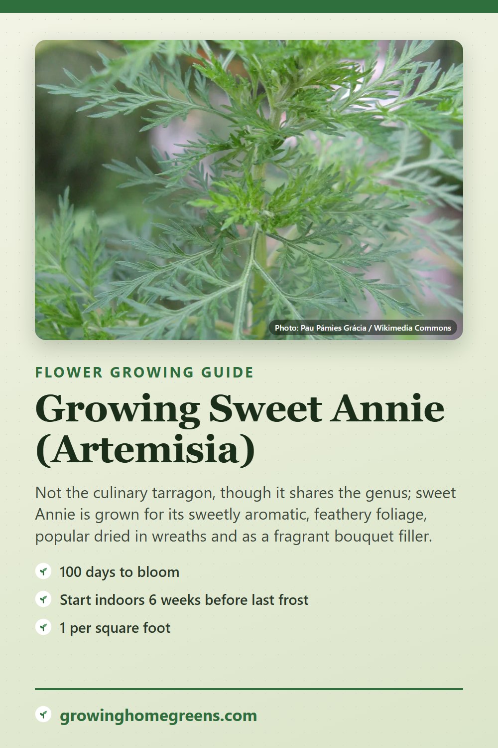 Sweet Annie (Artemisia): growing guide