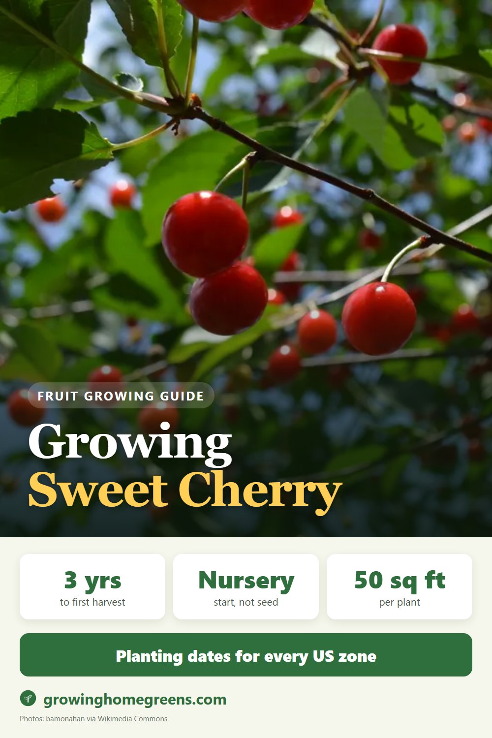 Sweet Cherry: growing guide