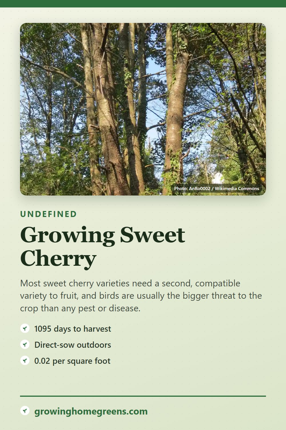 Sweet Cherry: growing guide