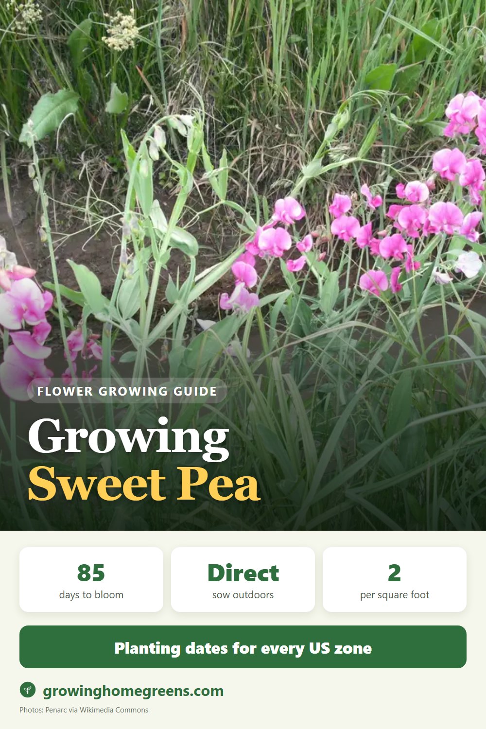 Sweet Pea: growing guide