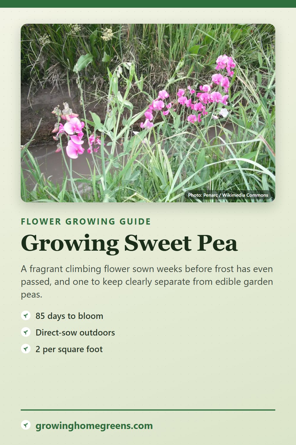 Sweet Pea: growing guide