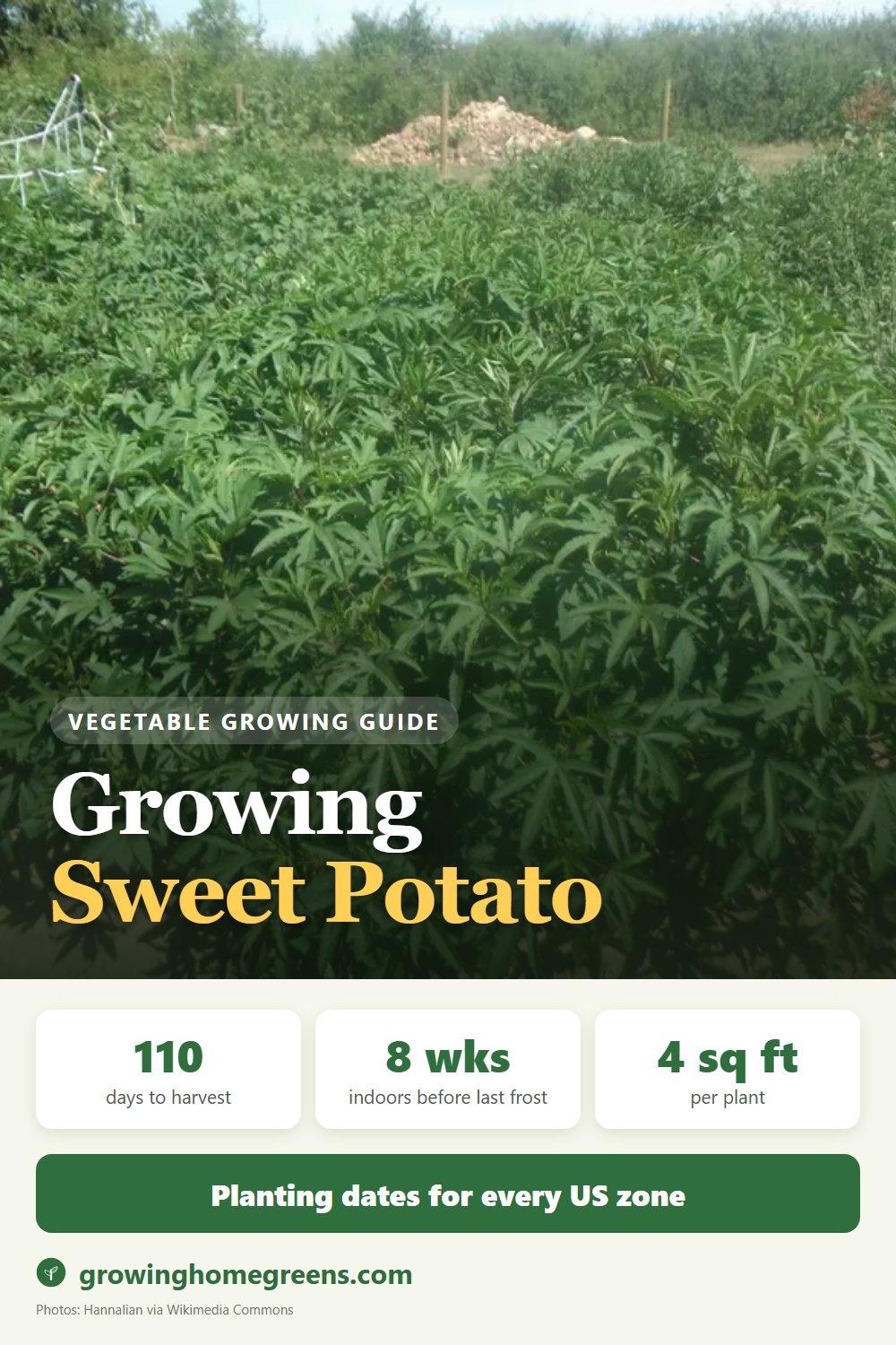 Sweet Potato: growing guide