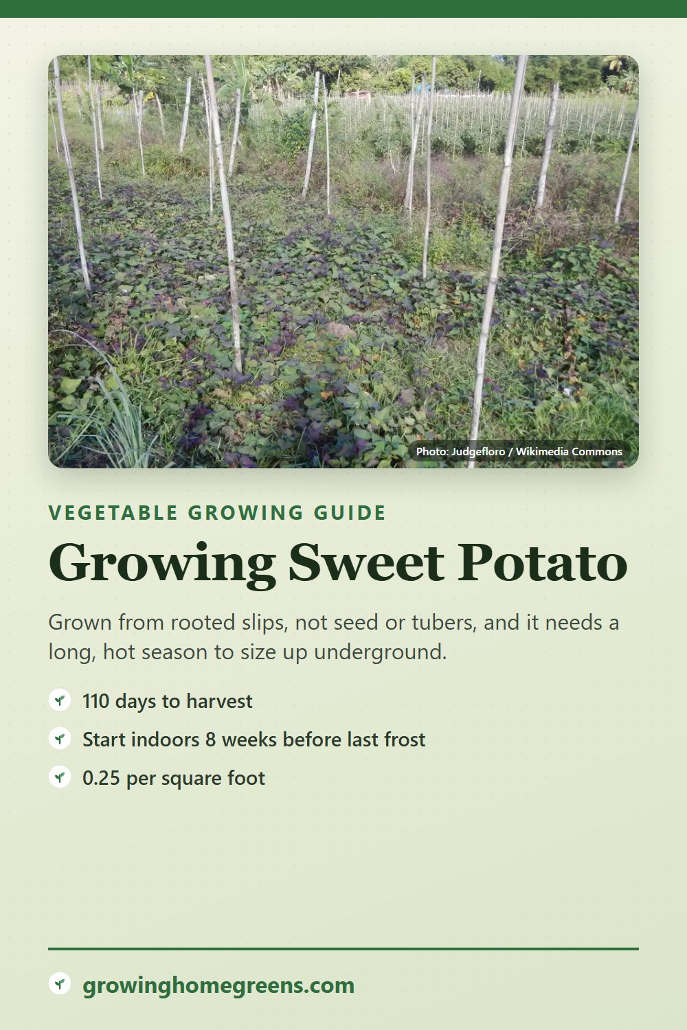 Sweet Potato: growing guide