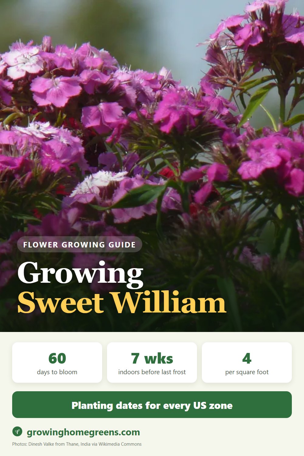 Sweet William: growing guide