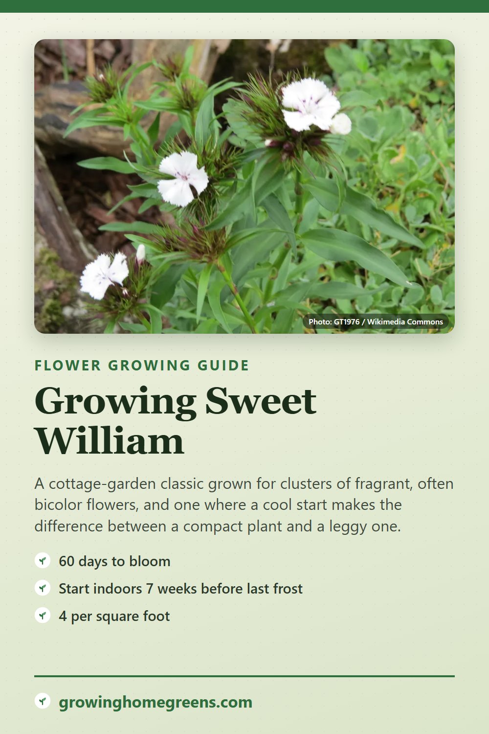 Sweet William: growing guide