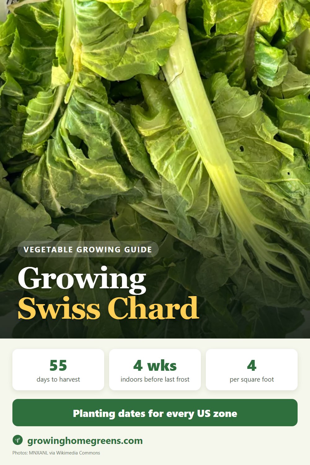 Swiss Chard: growing guide