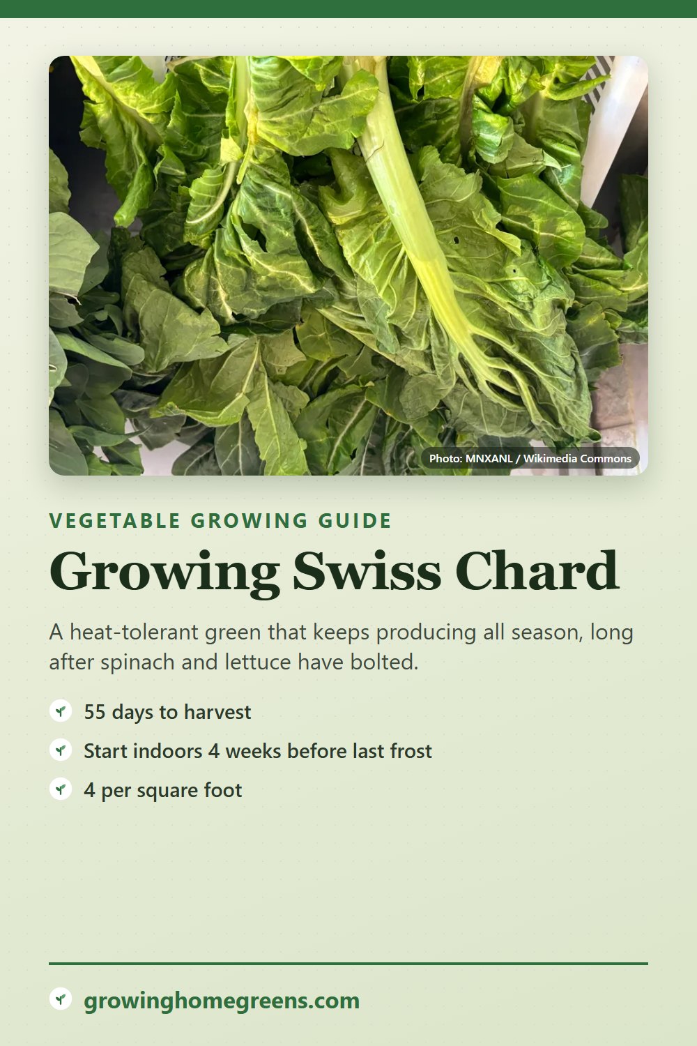 Swiss Chard: growing guide
