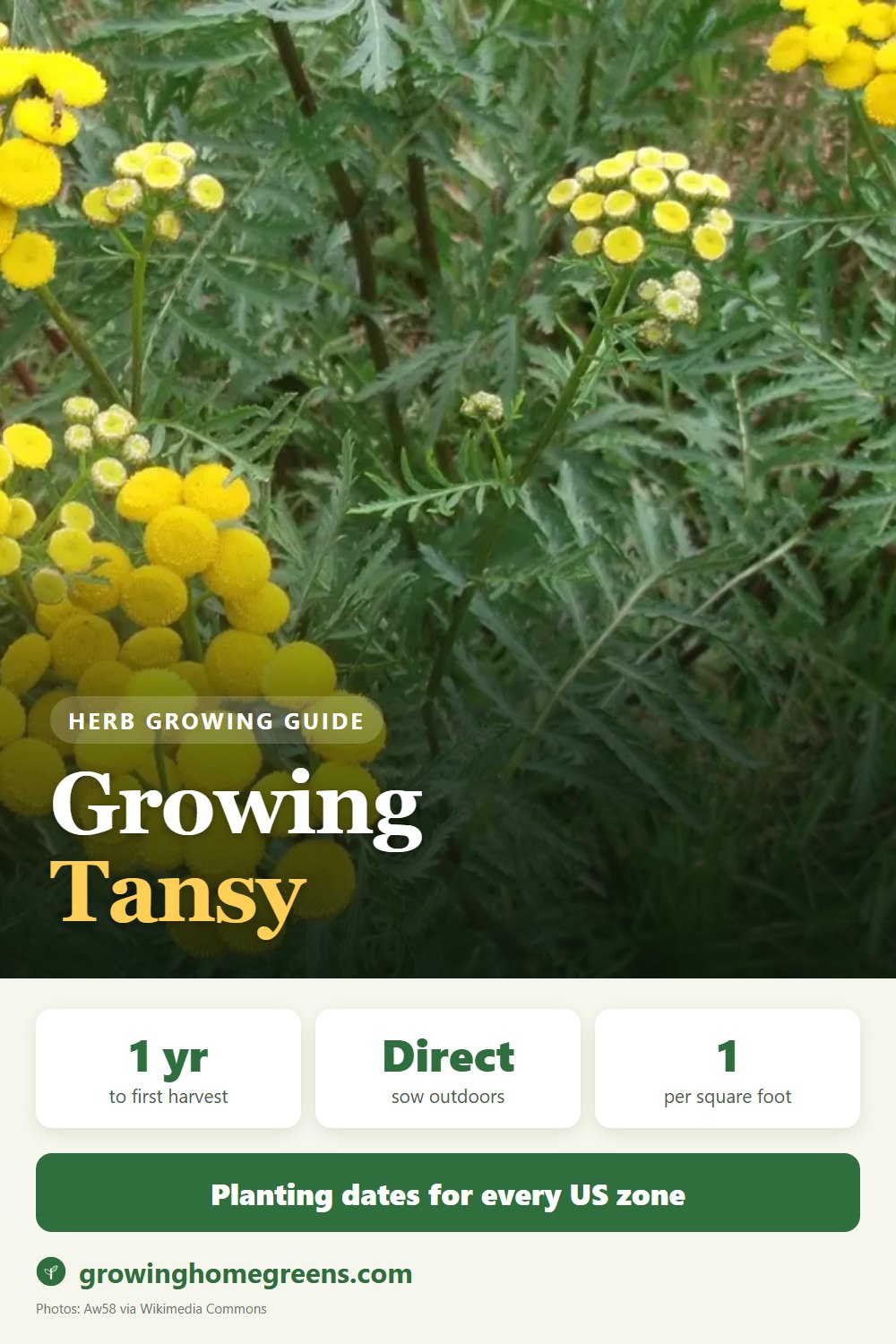 Tansy: growing guide