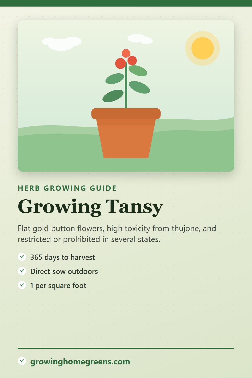 Tansy: growing guide