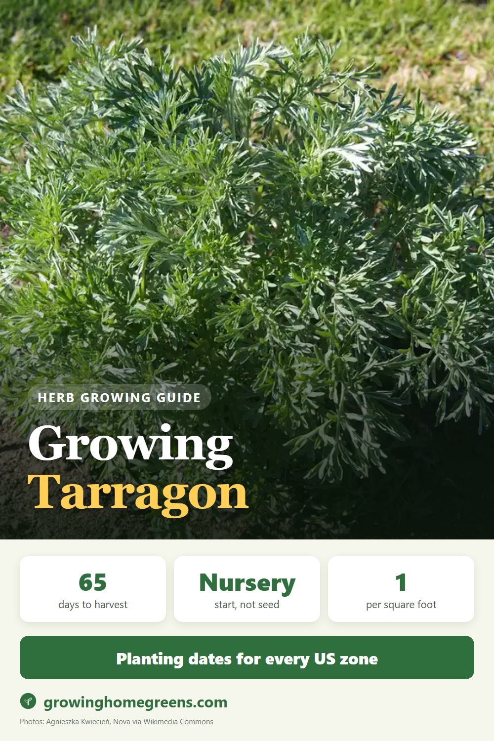 Growing Tarragon (French) in USDA zone 10b