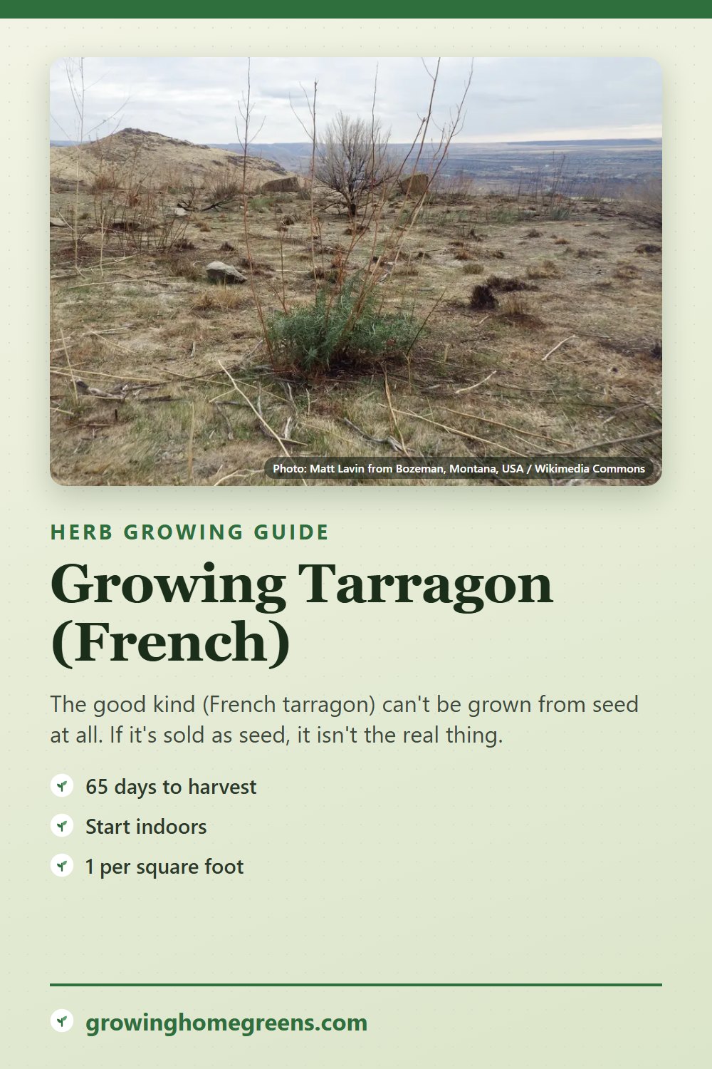 Tarragon (French): growing guide