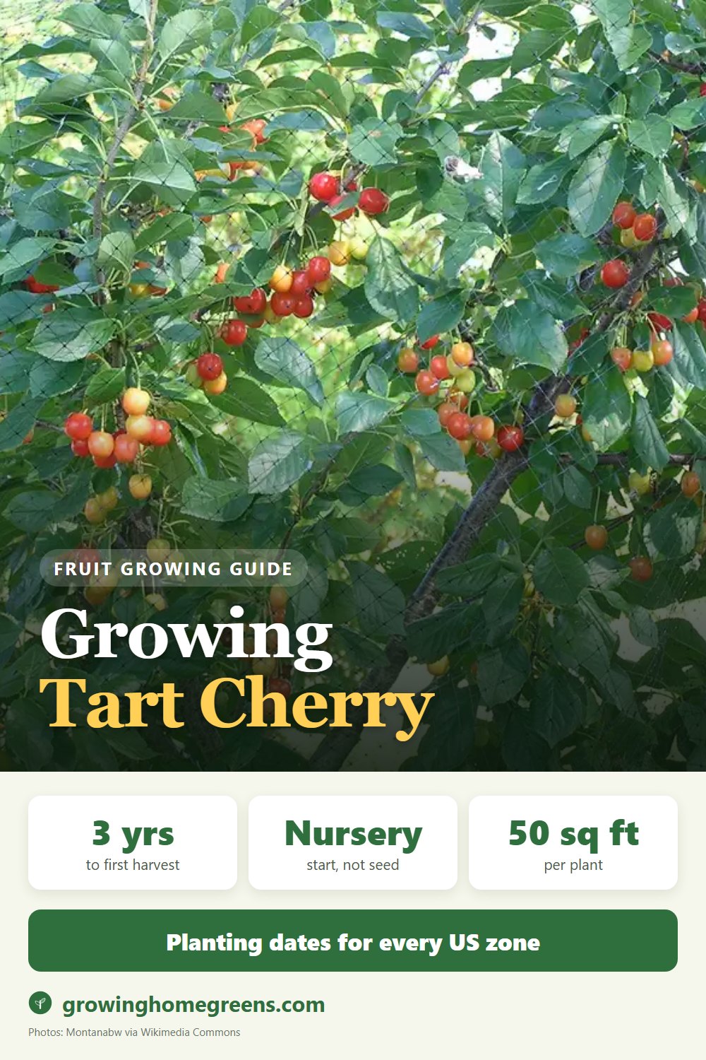 Tart Cherry: growing guide