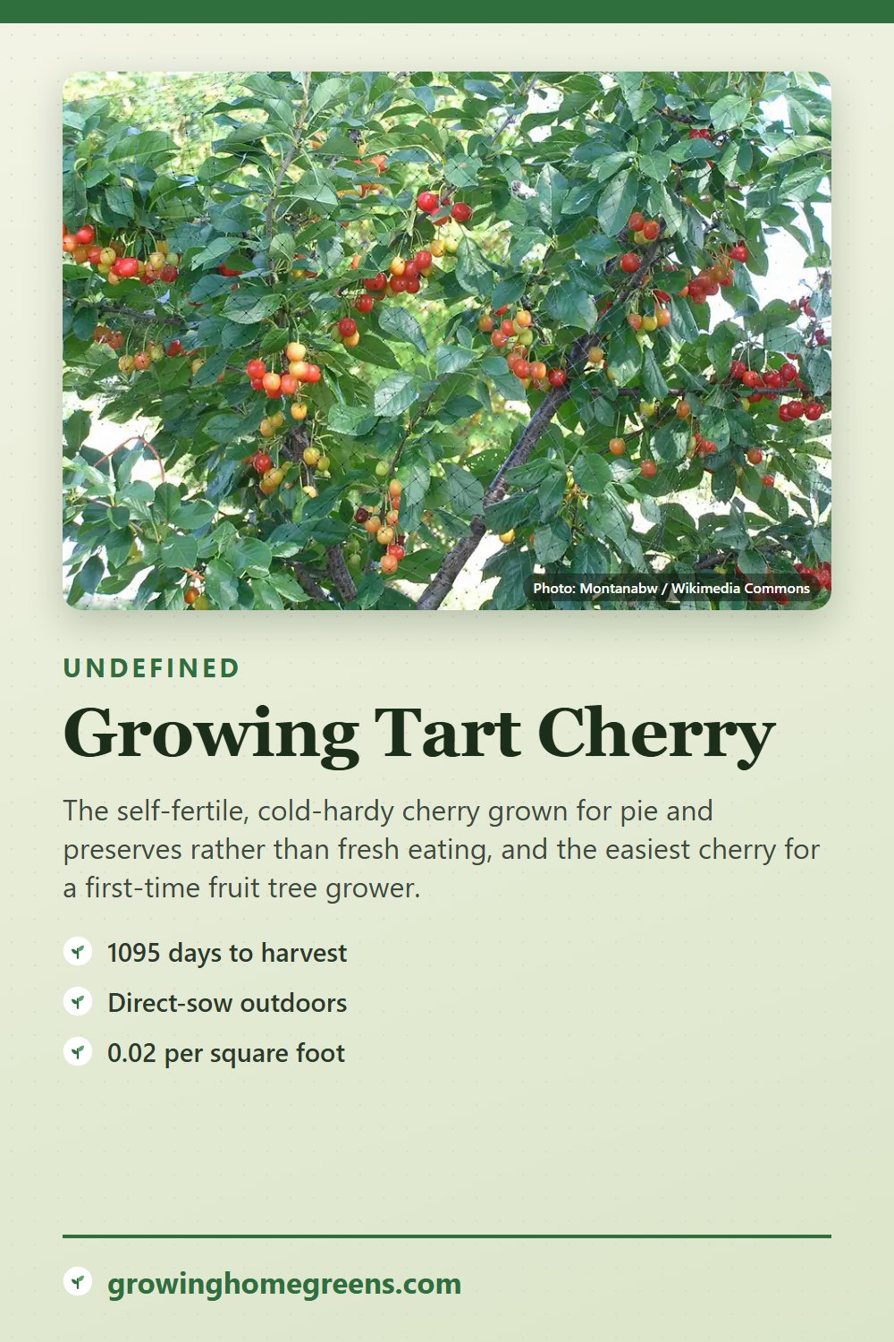 Tart Cherry: growing guide