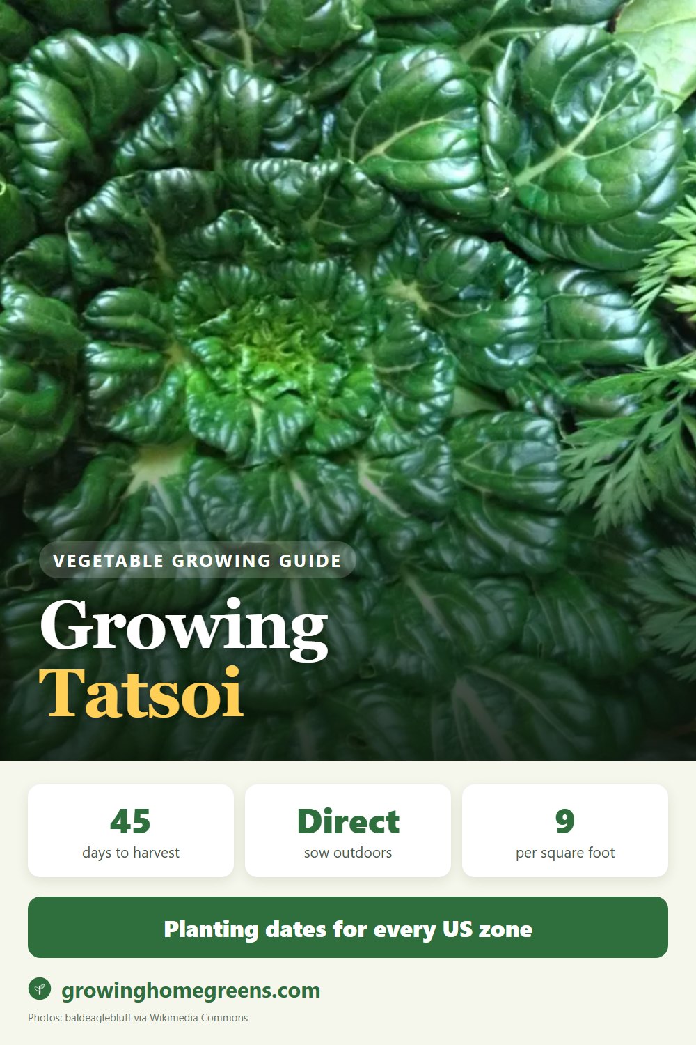 Tatsoi: growing guide