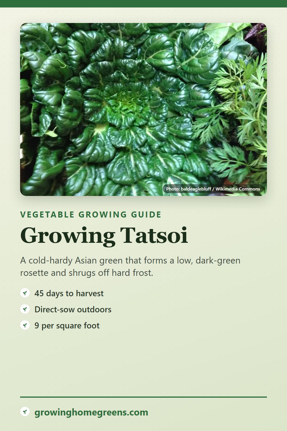 Tatsoi: growing guide