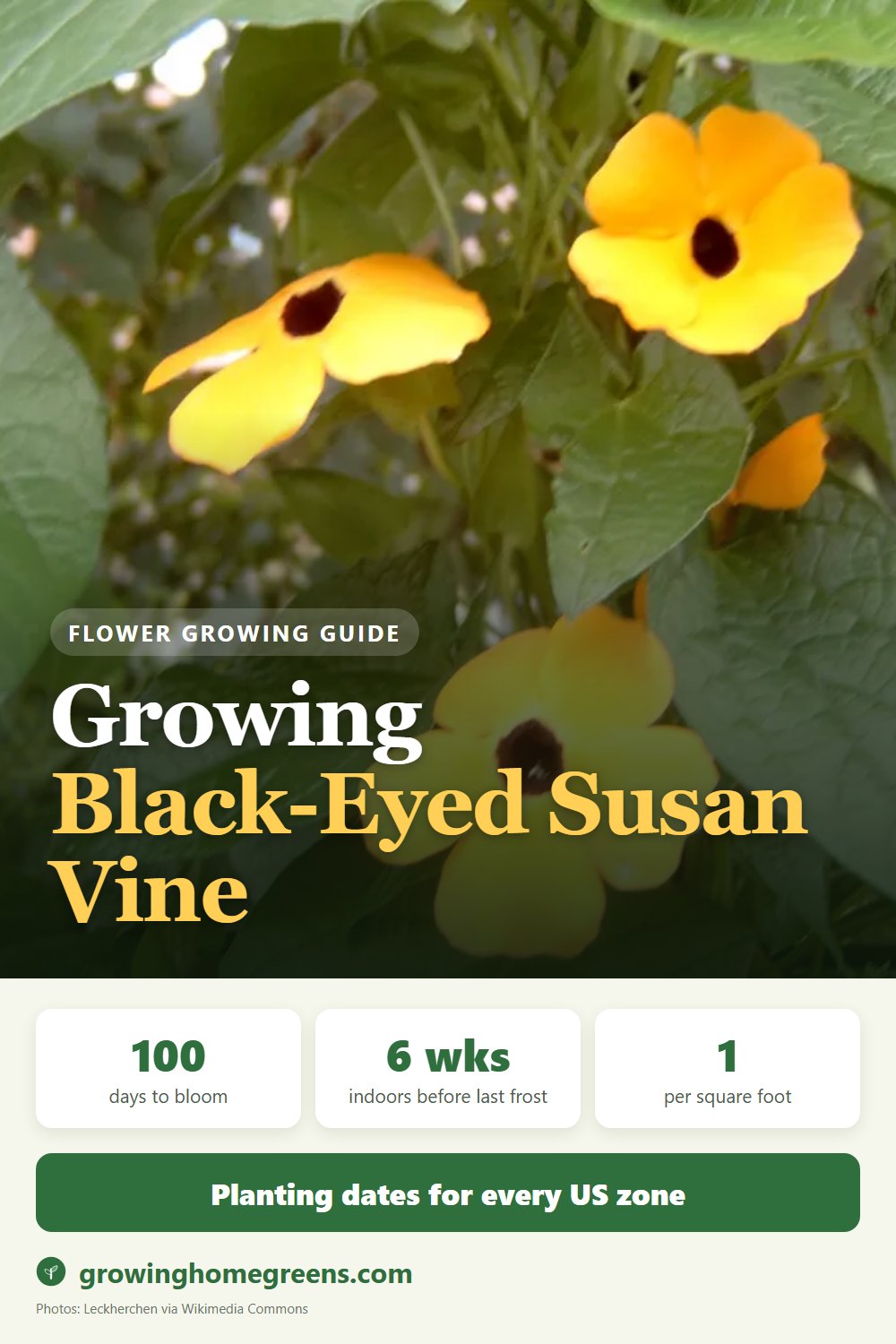 Black-Eyed Susan Vine: growing guide