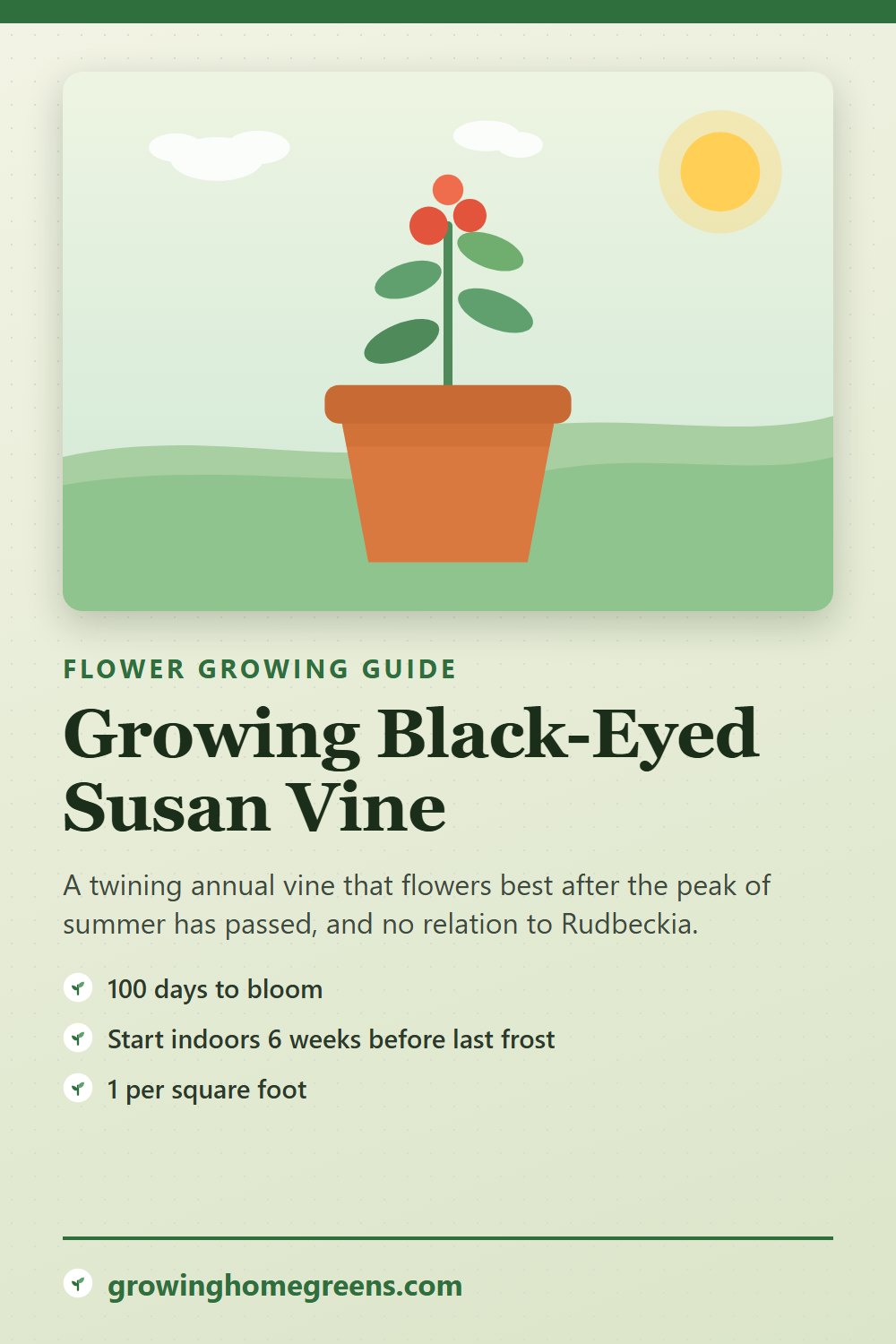 Black-Eyed Susan Vine: growing guide