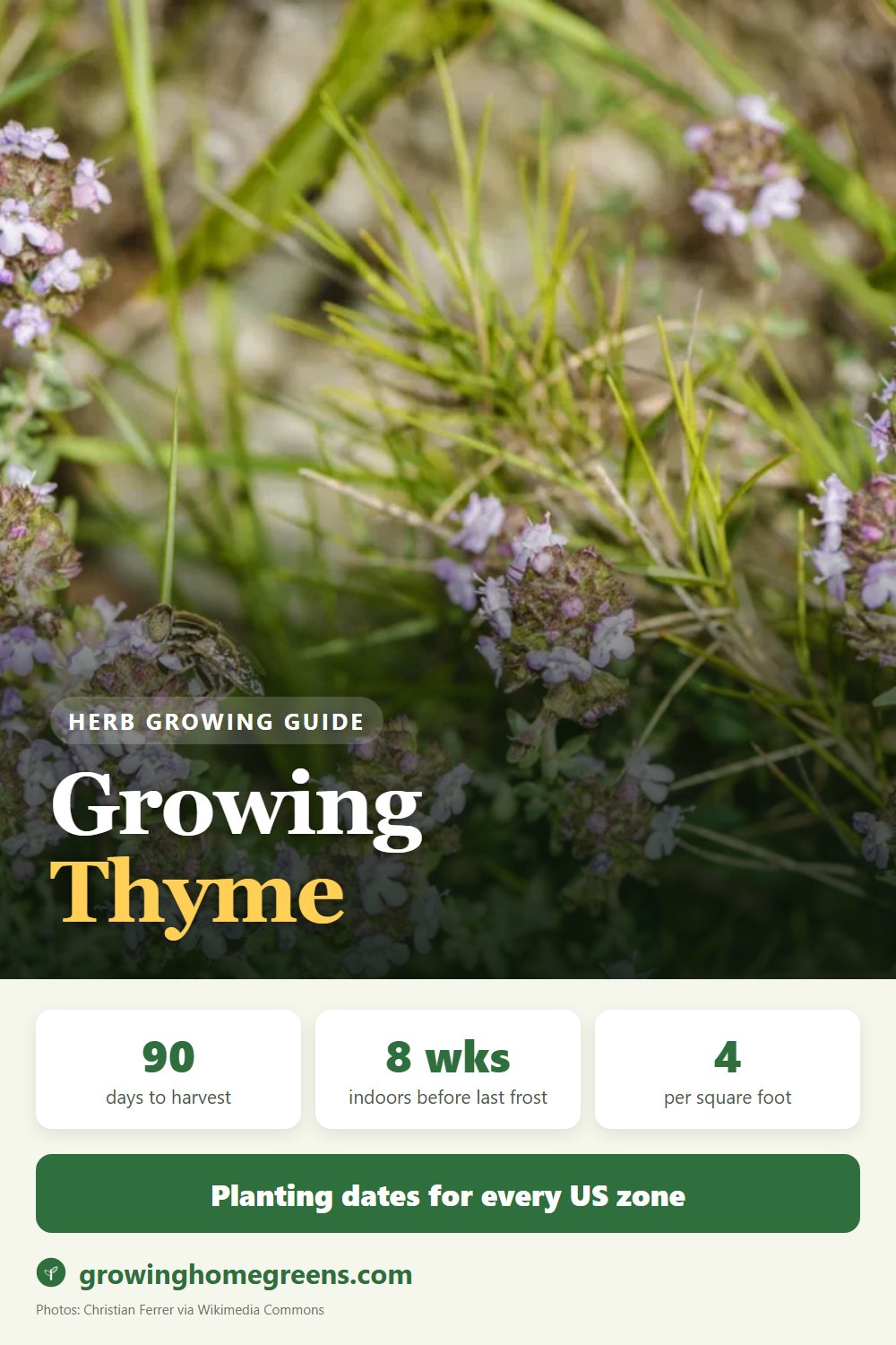 Thyme: growing guide