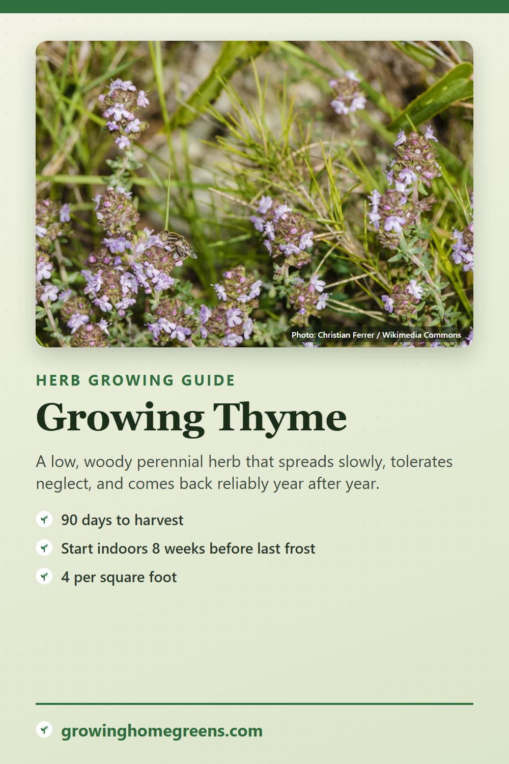 Thyme: growing guide