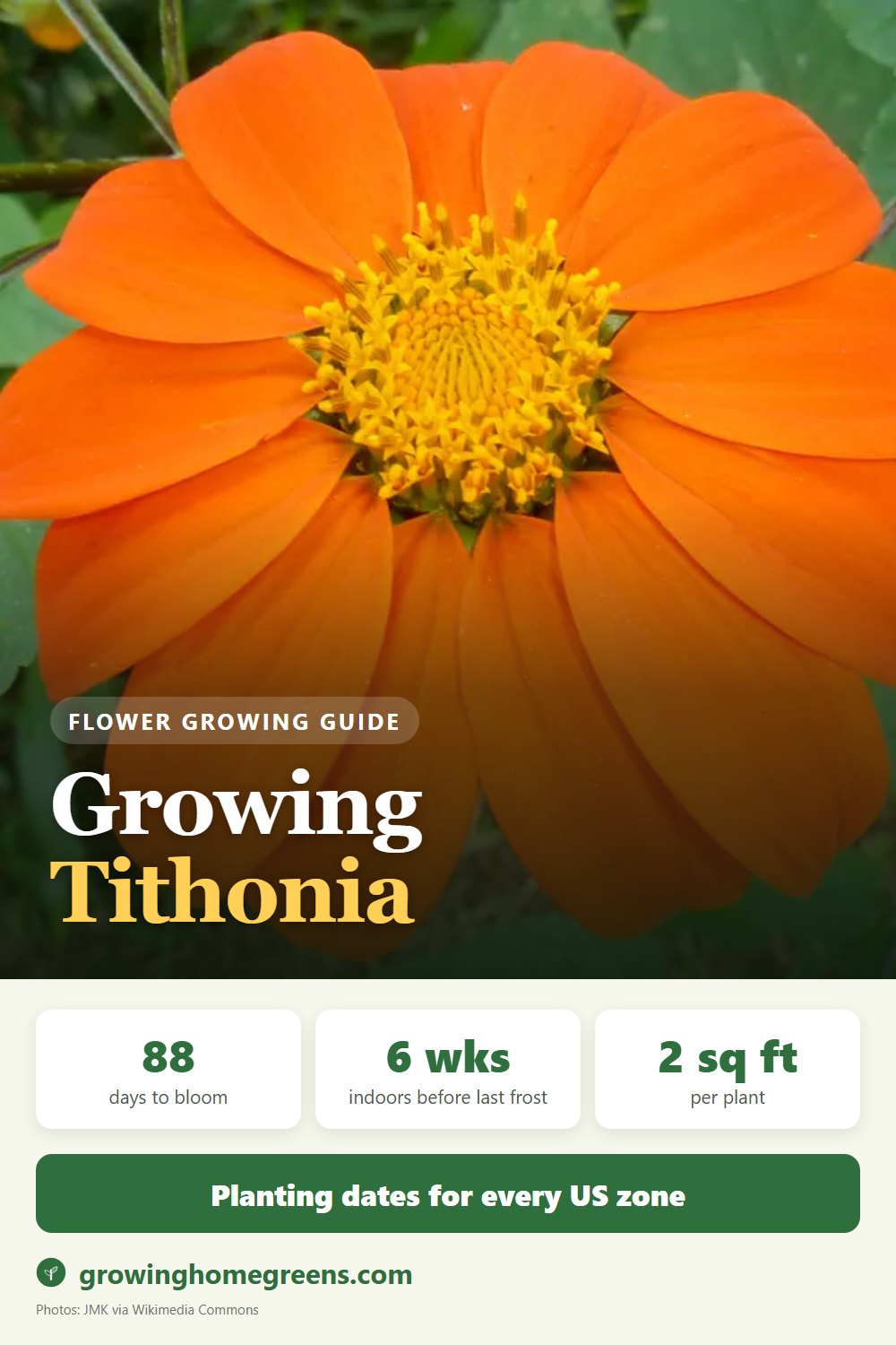 Tithonia (Mexican Sunflower): growing guide
