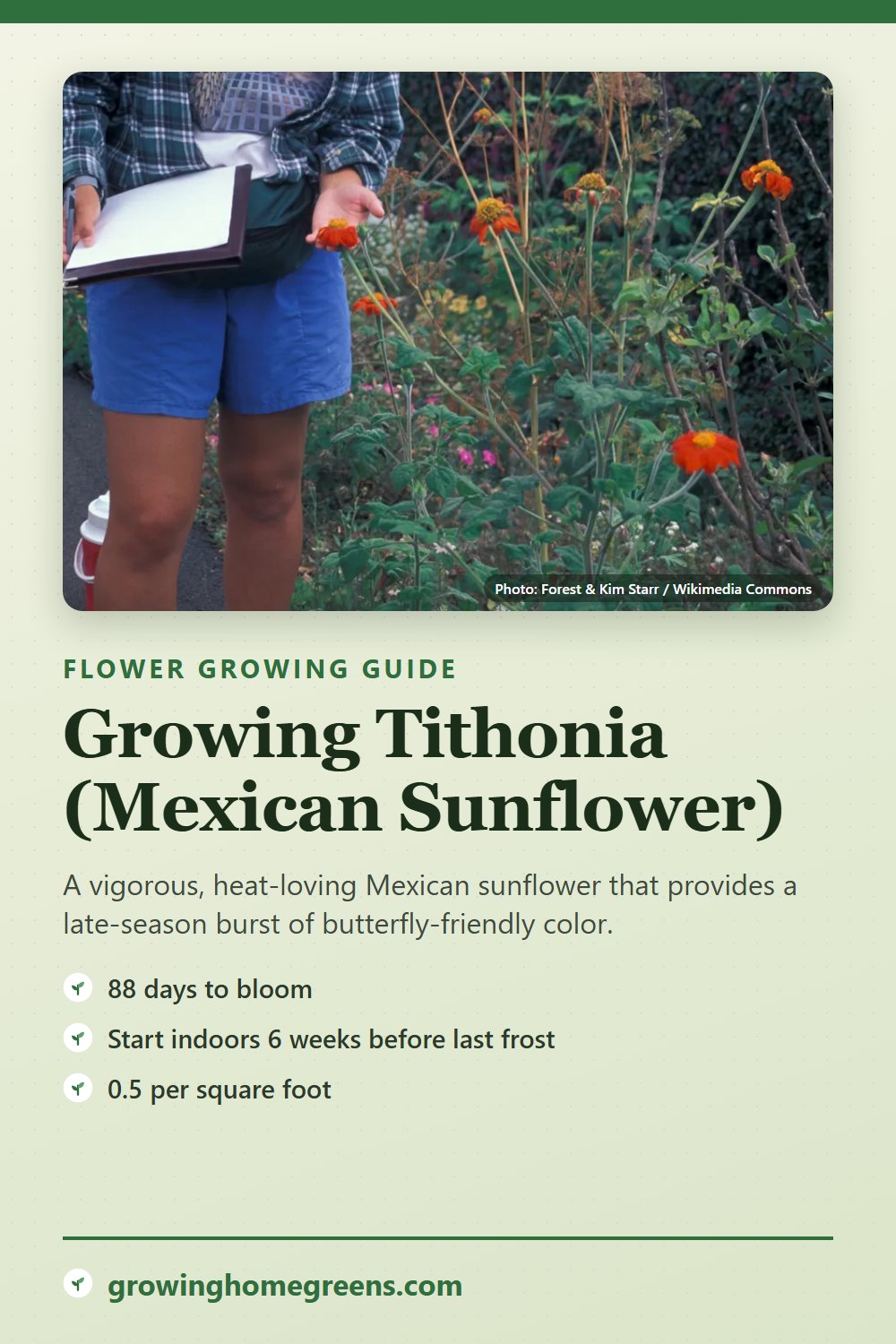 Tithonia (Mexican Sunflower): growing guide