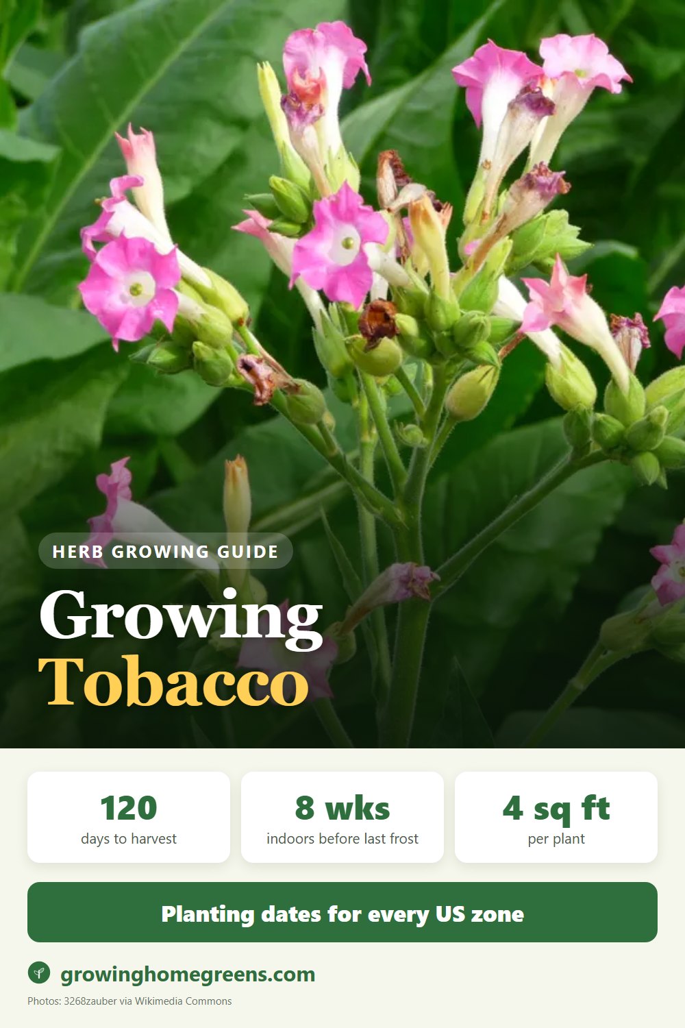 Tobacco: growing guide