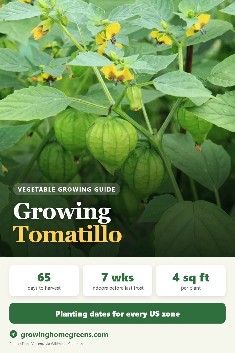 Tomatillo: growing guide