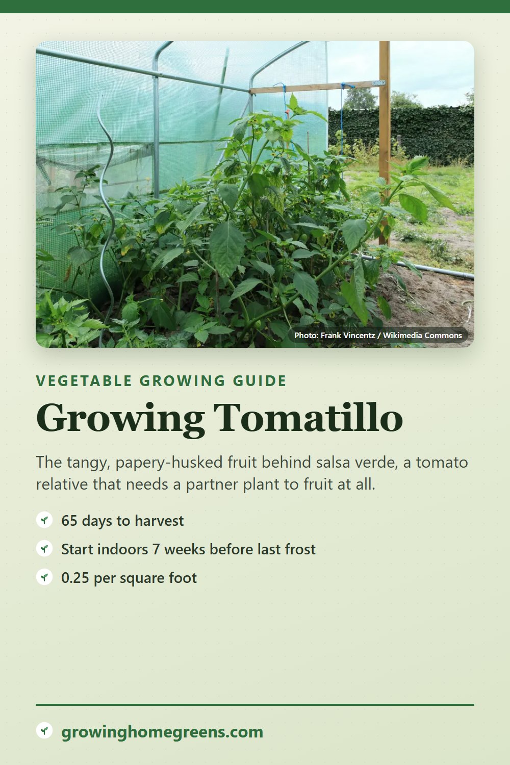 Tomatillo: growing guide