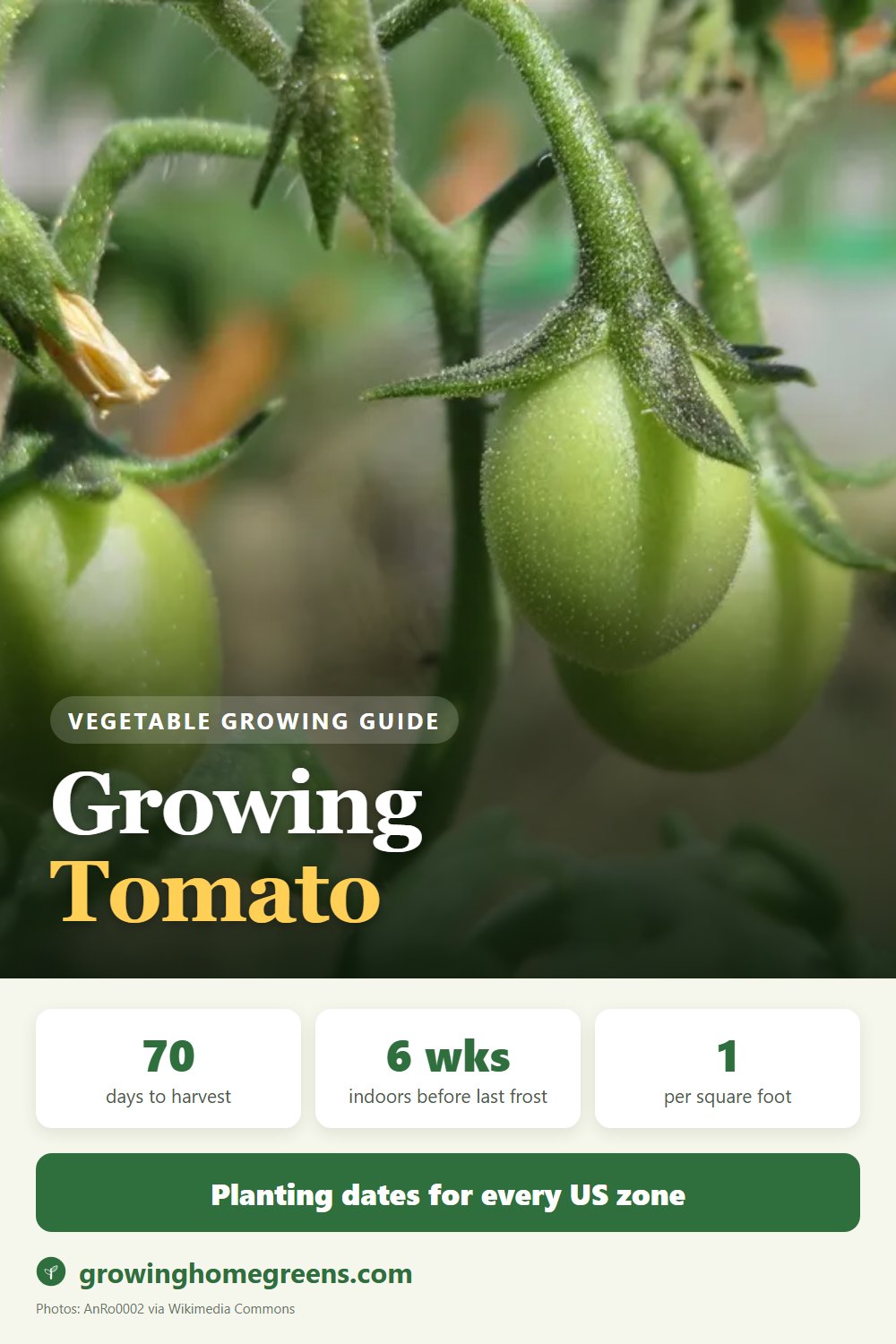 Tomato: growing guide