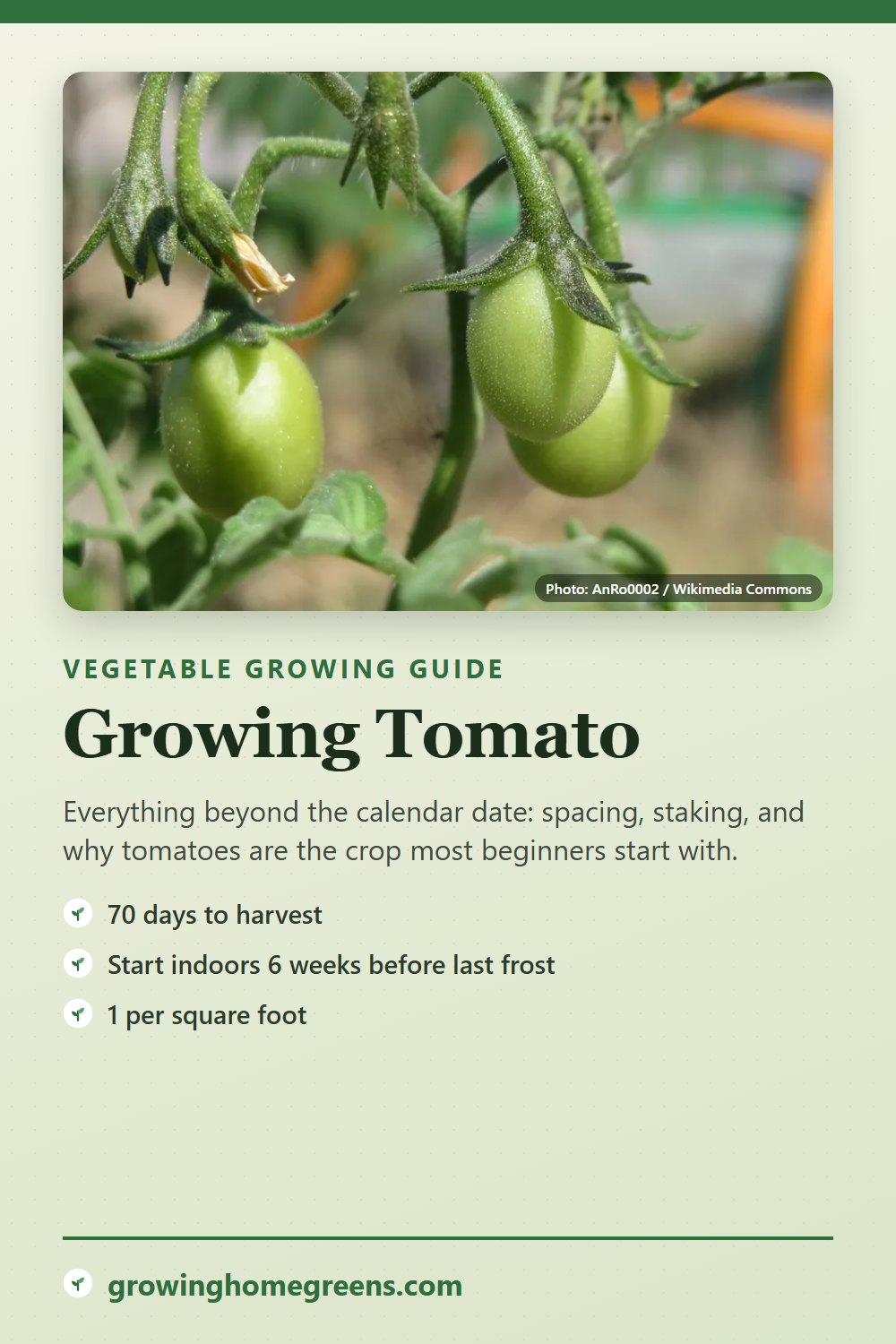 Tomato: growing guide