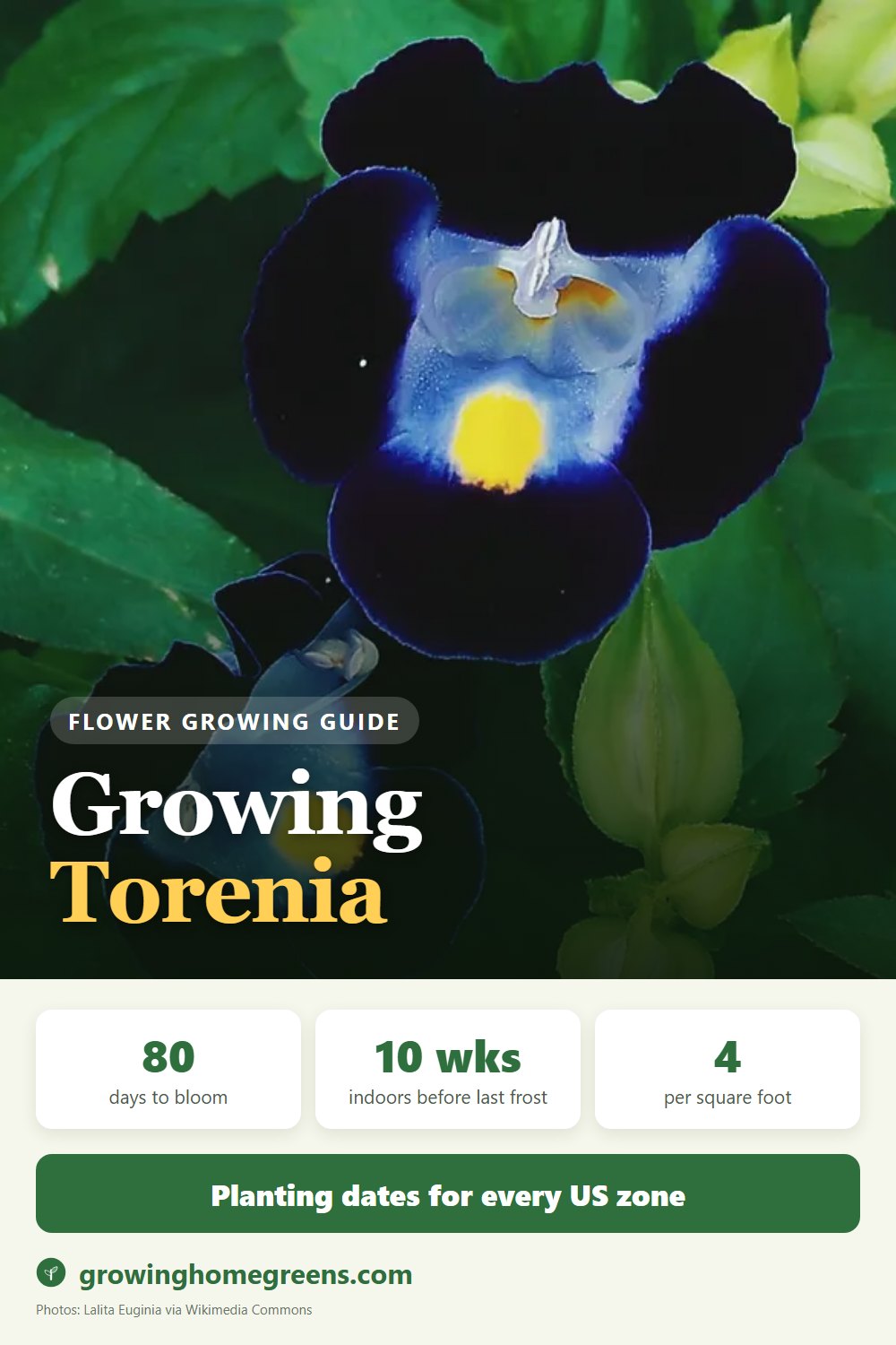 Torenia (Wishbone Flower): growing guide