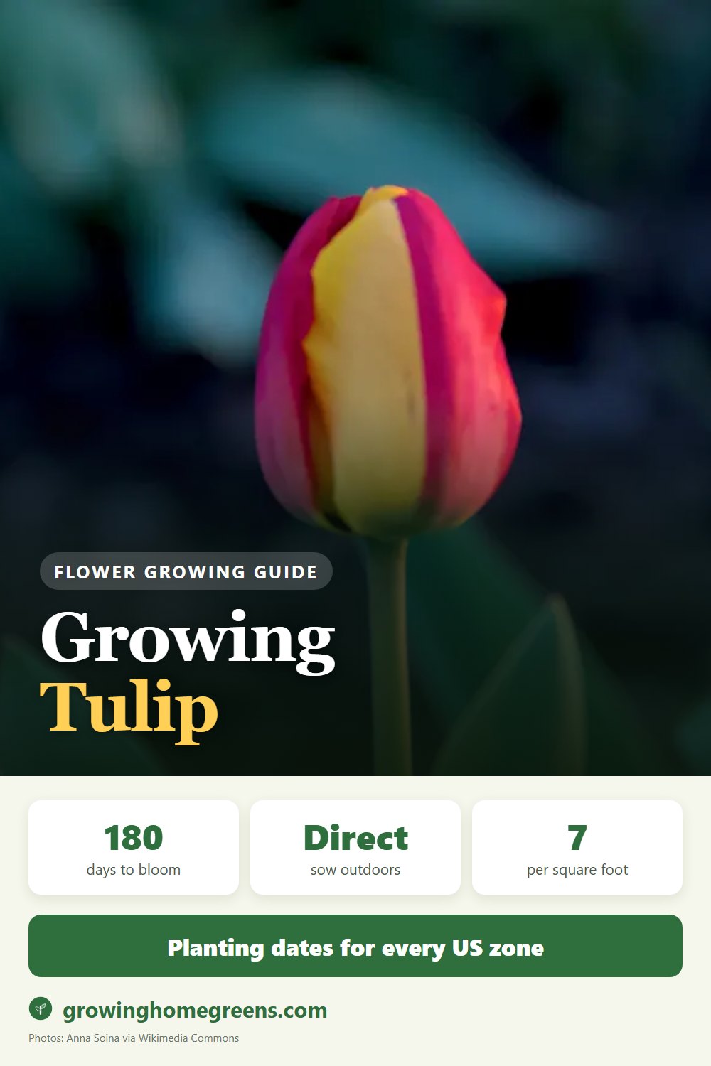Tulip: growing guide