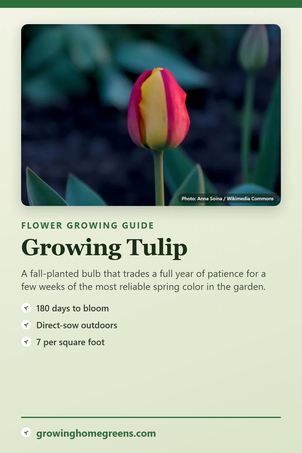 Tulip: growing guide