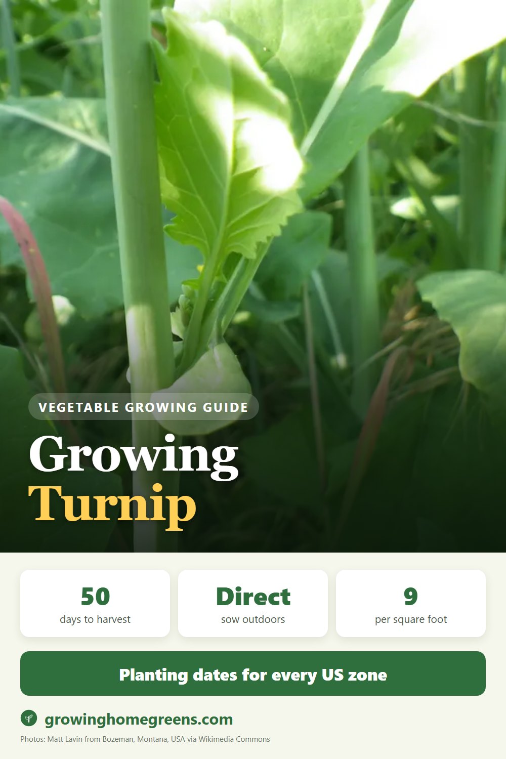 Turnip: growing guide