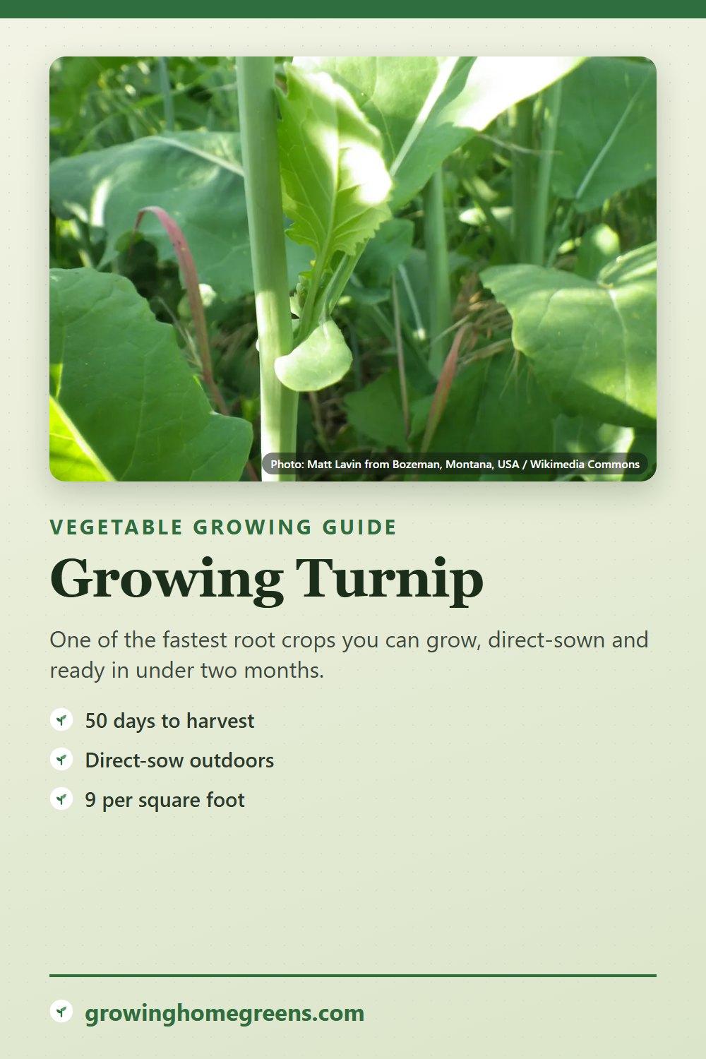 Turnip: growing guide