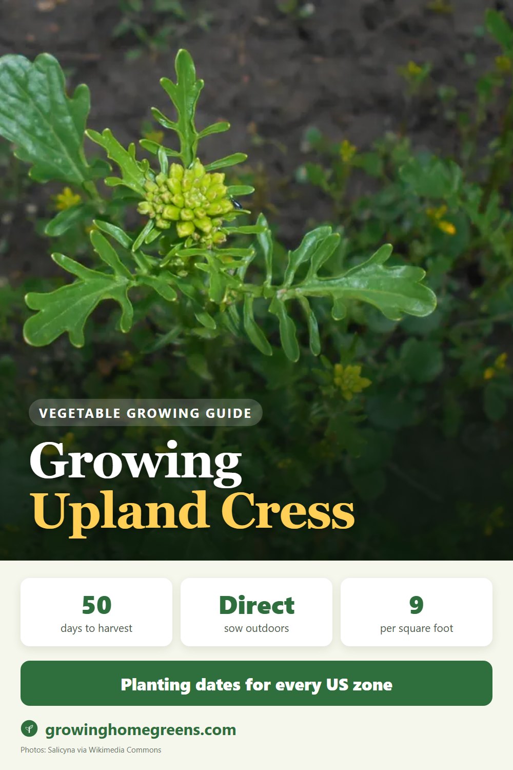 Upland Cress: growing guide
