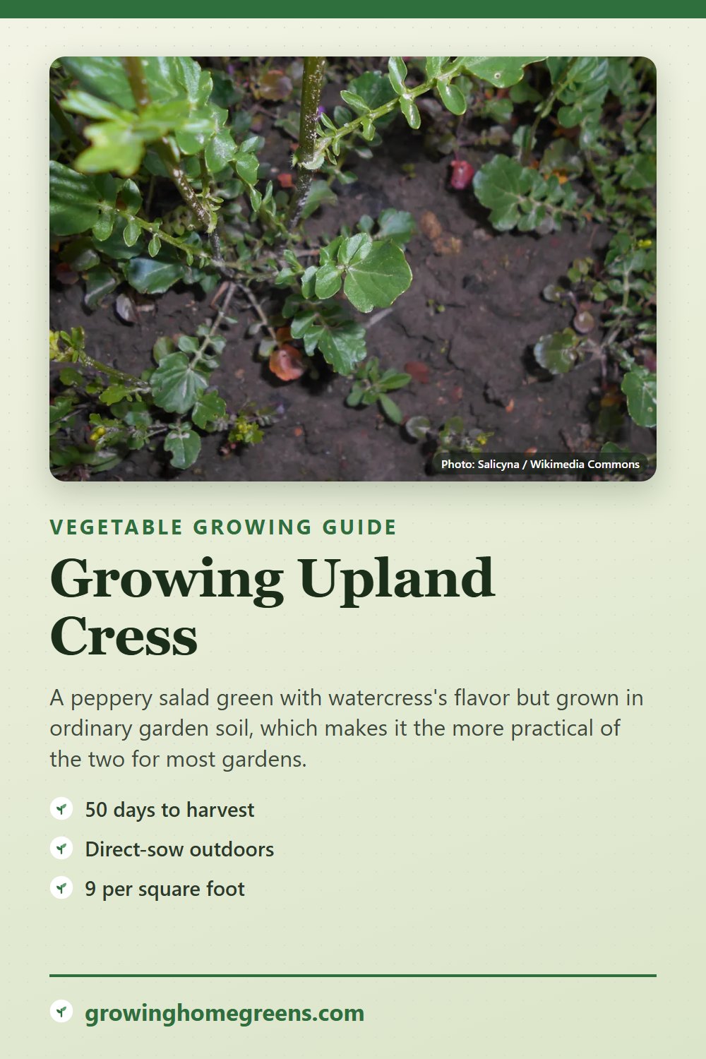 Upland Cress: growing guide