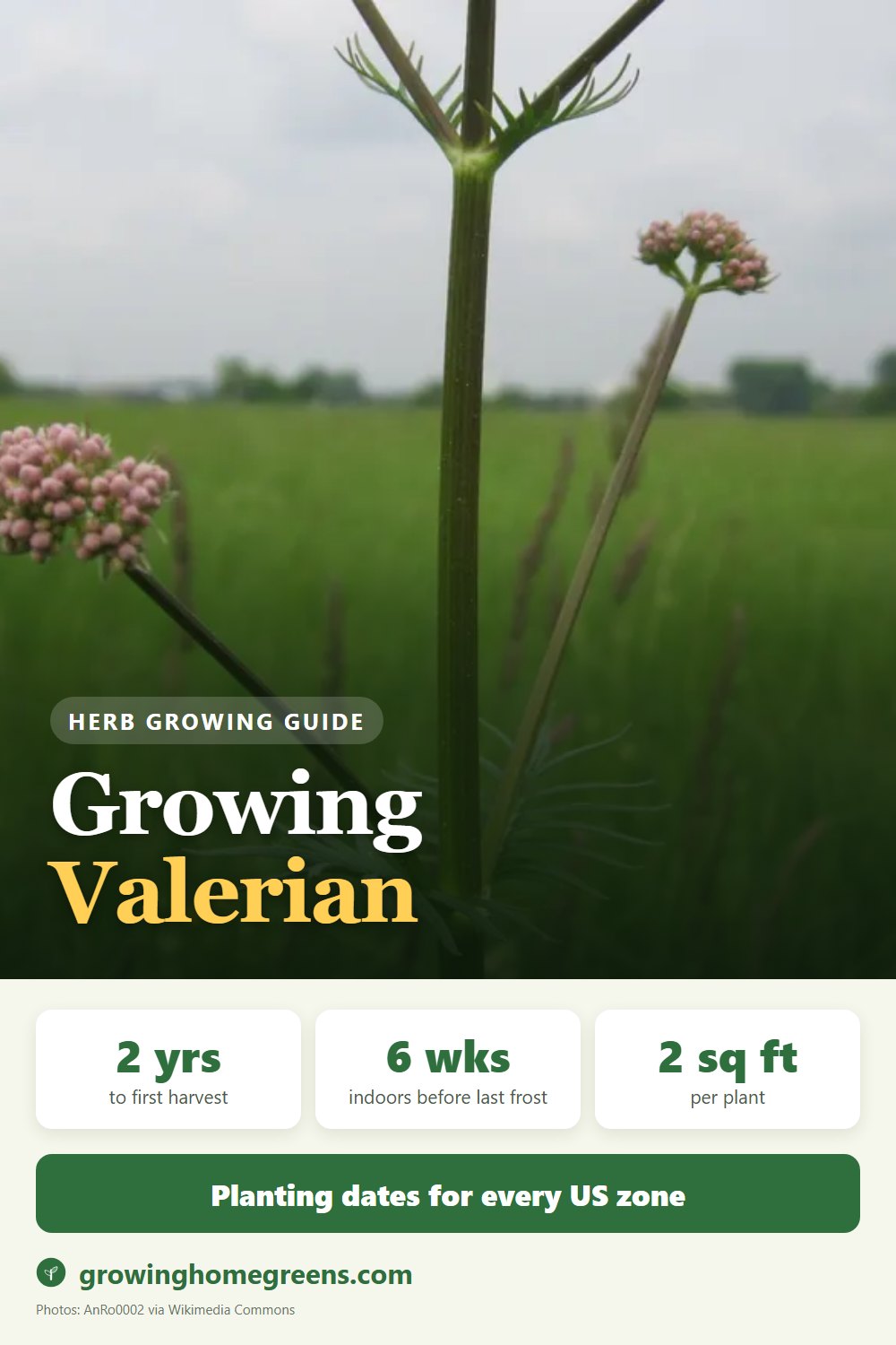 Valerian: growing guide