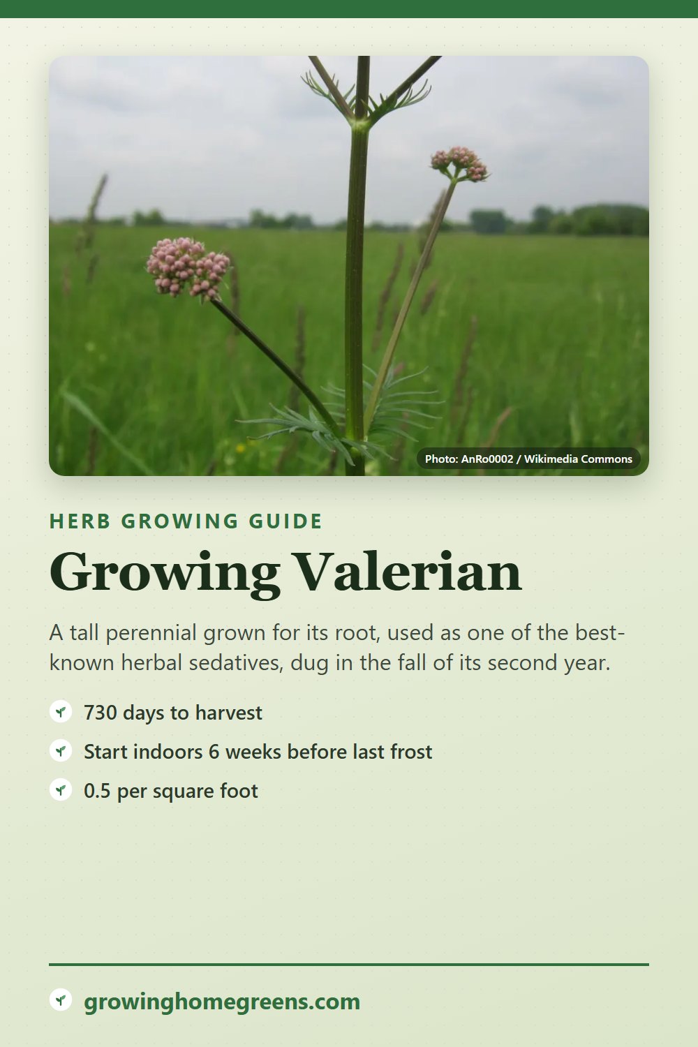 Valerian: growing guide