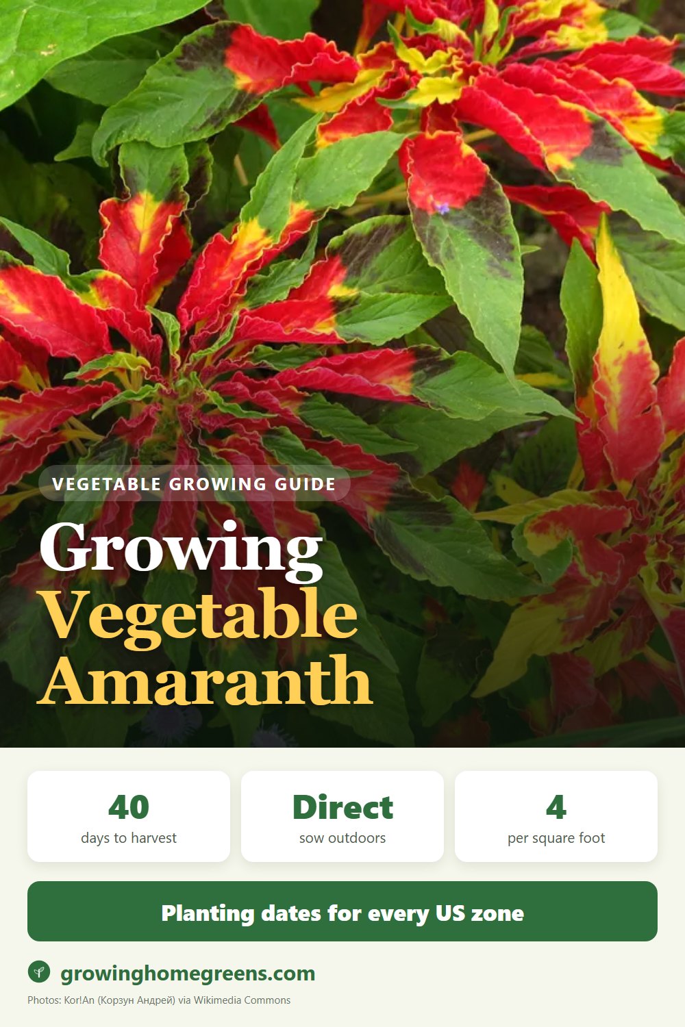 Vegetable Amaranth: growing guide