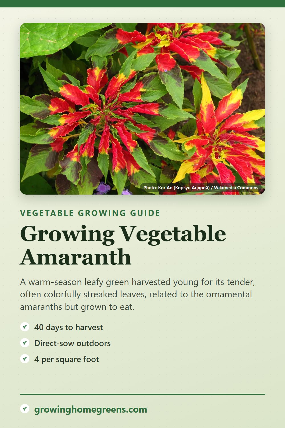 Vegetable Amaranth: growing guide