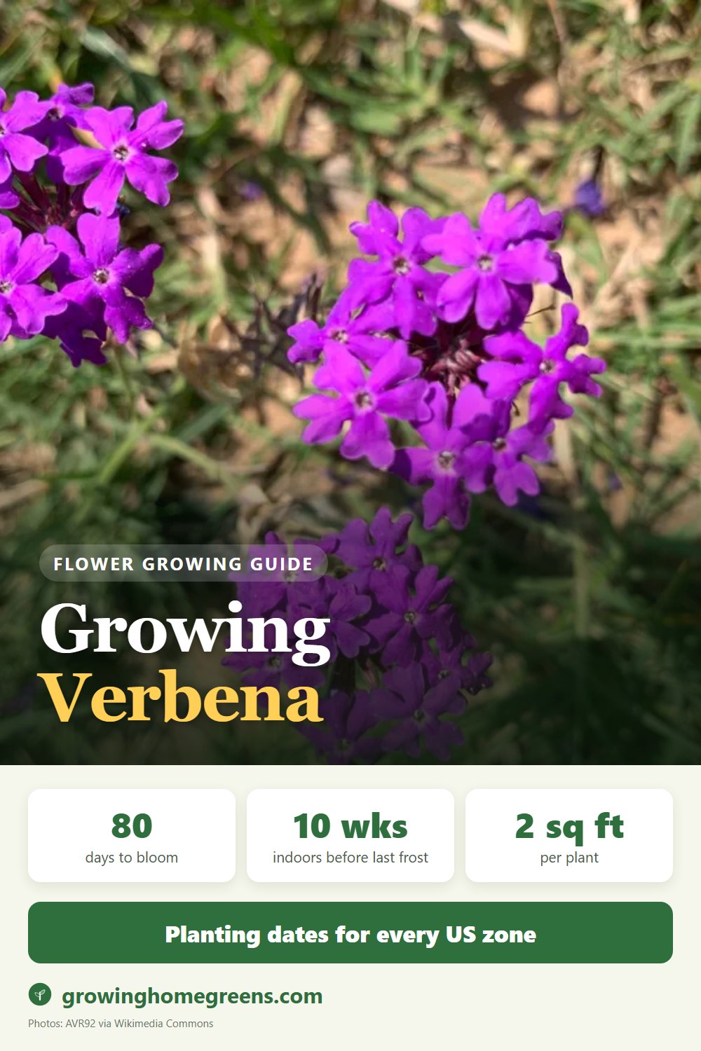 Verbena: growing guide