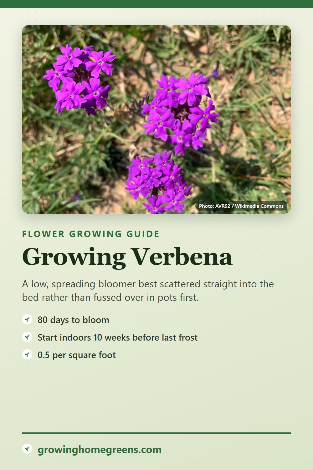 Verbena: growing guide
