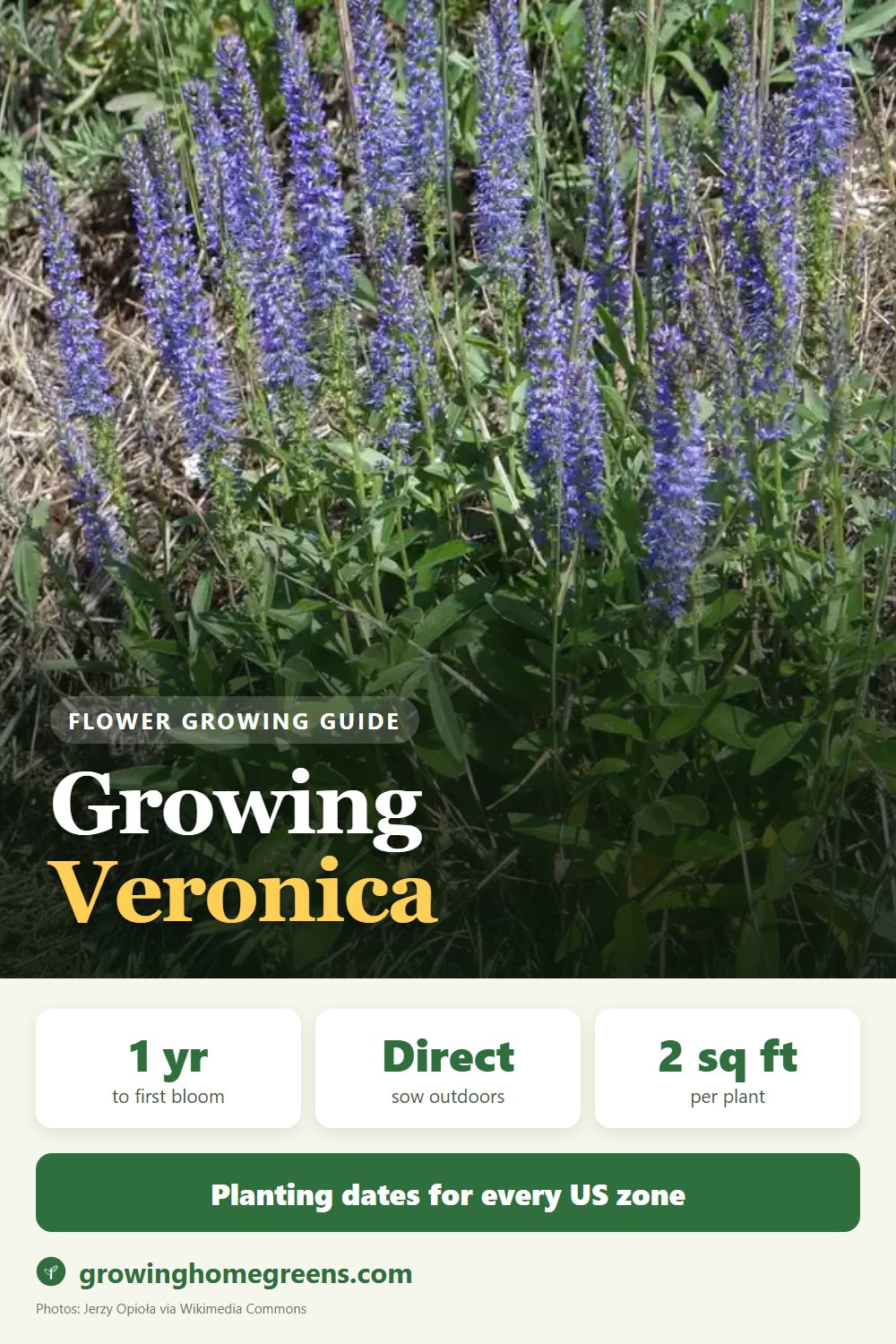 Veronica (Speedwell): growing guide