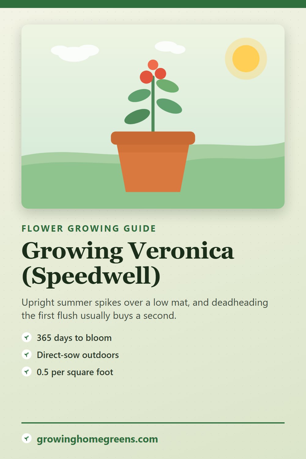 Veronica (Speedwell): growing guide