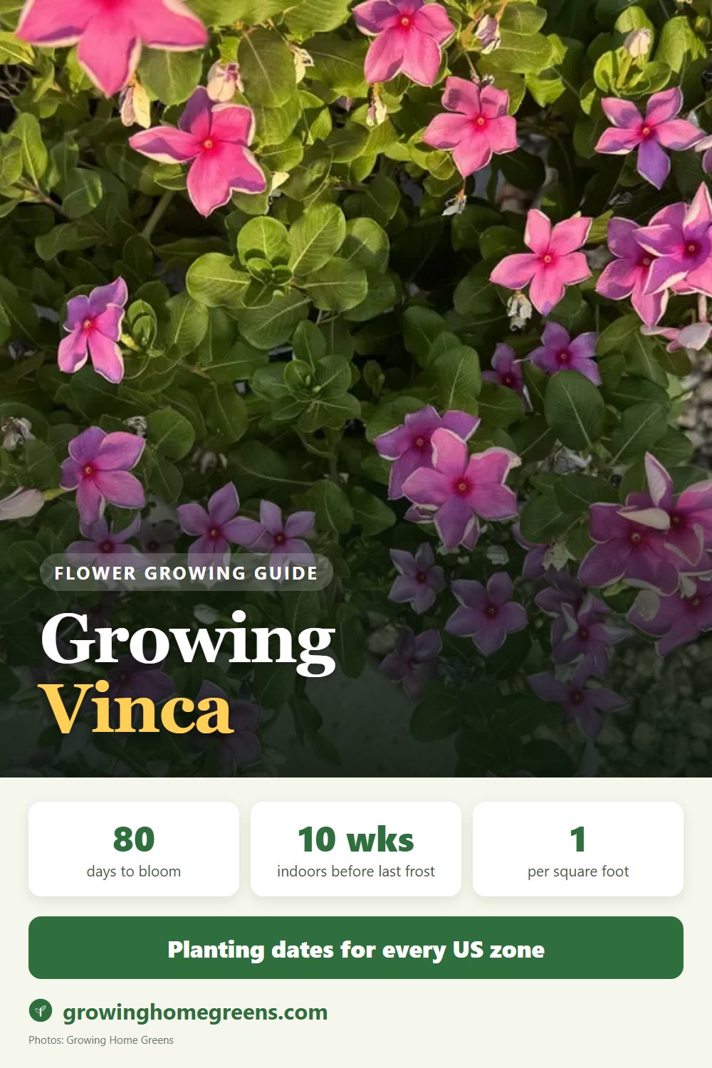Vinca (Madagascar Periwinkle): growing guide