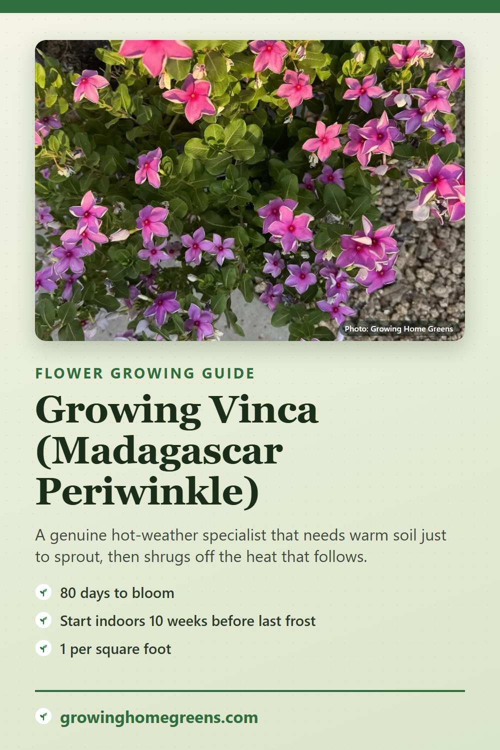 Vinca (Madagascar Periwinkle): growing guide