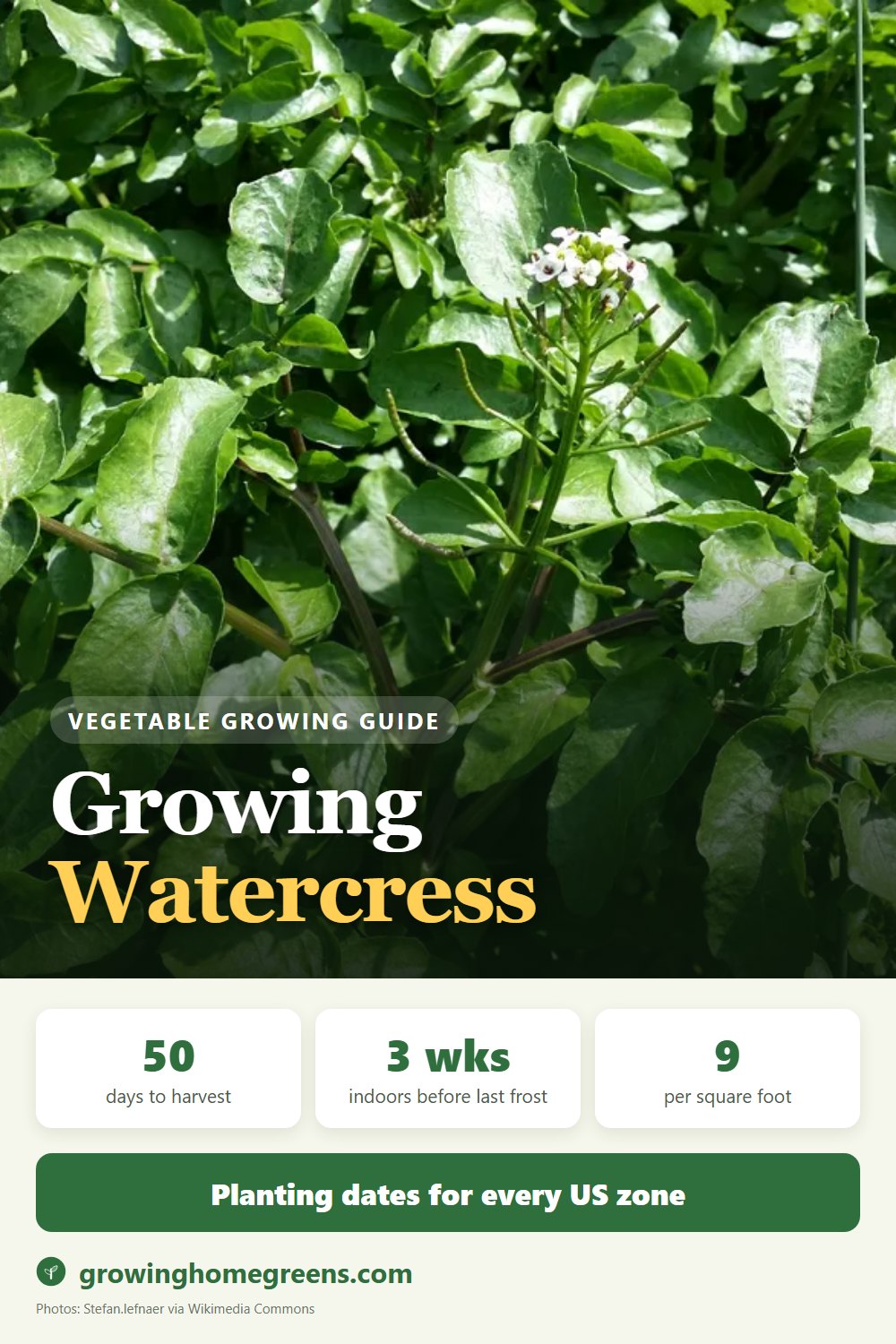 Watercress: growing guide