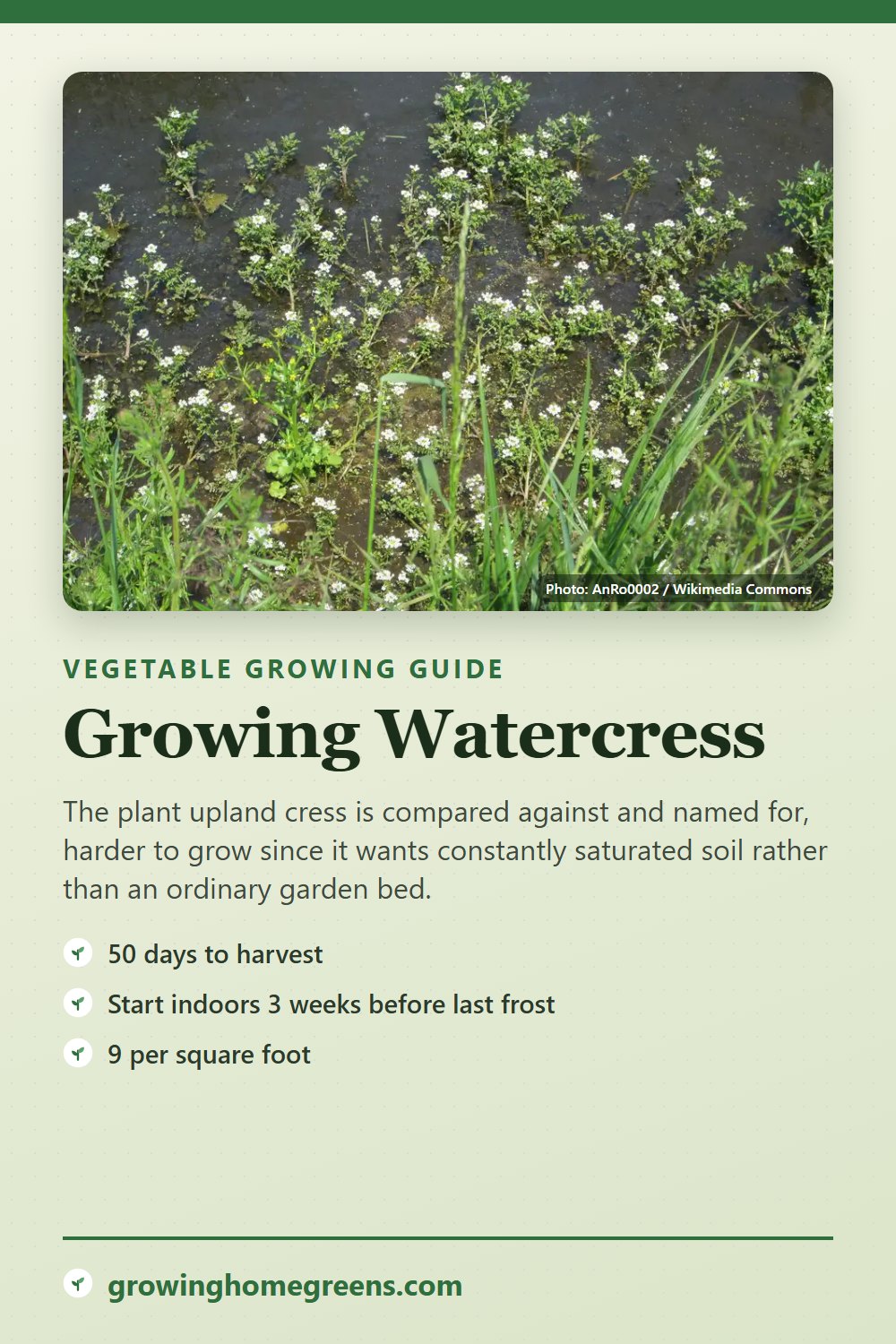 Watercress: growing guide