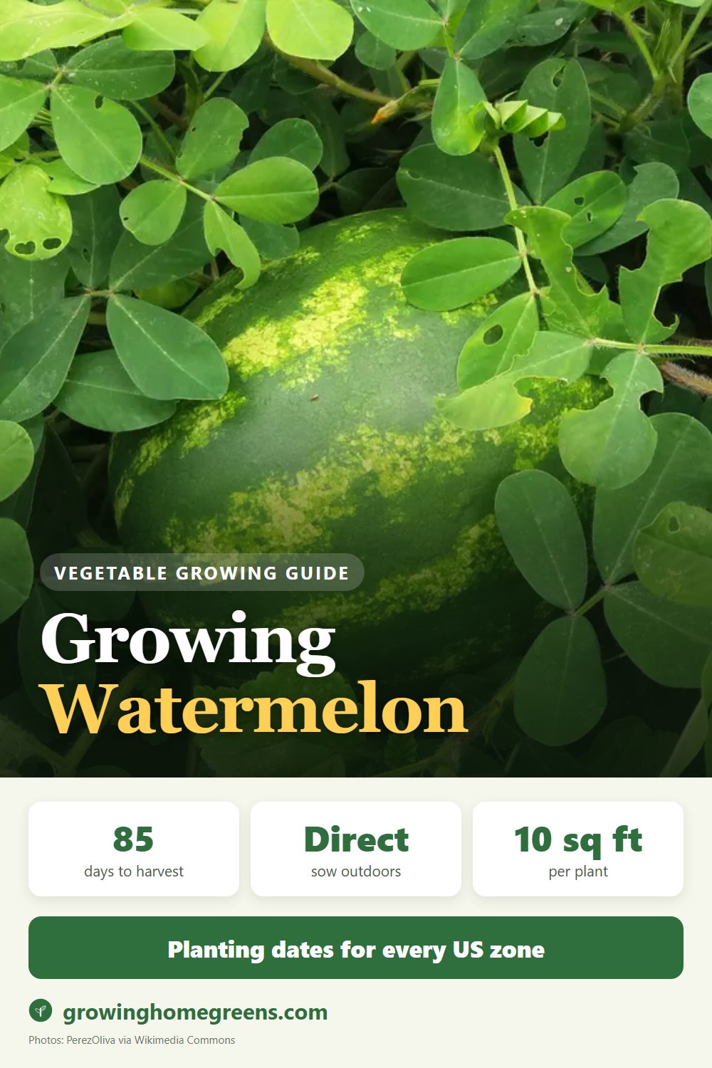 Watermelon: growing guide